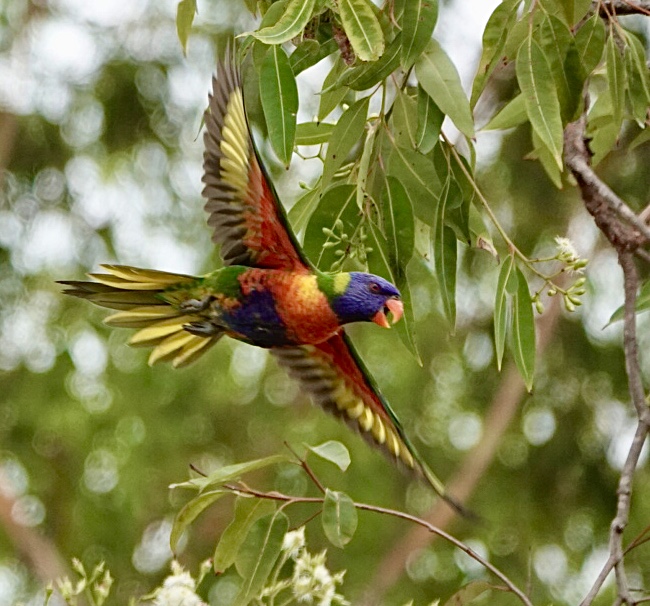 Image of a Rainbow Lorikeet