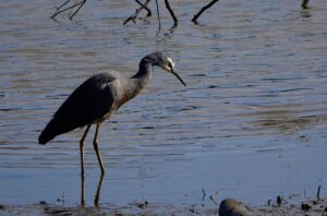 Image of a White-faced Heron