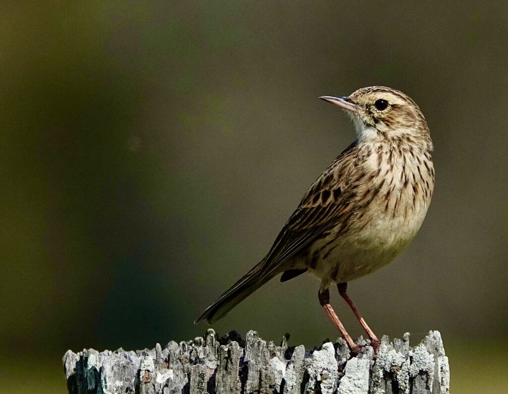 Image of a Australasian Pipit