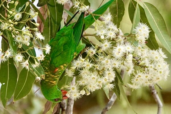 Image of a Scaly-breasted Lorikeet