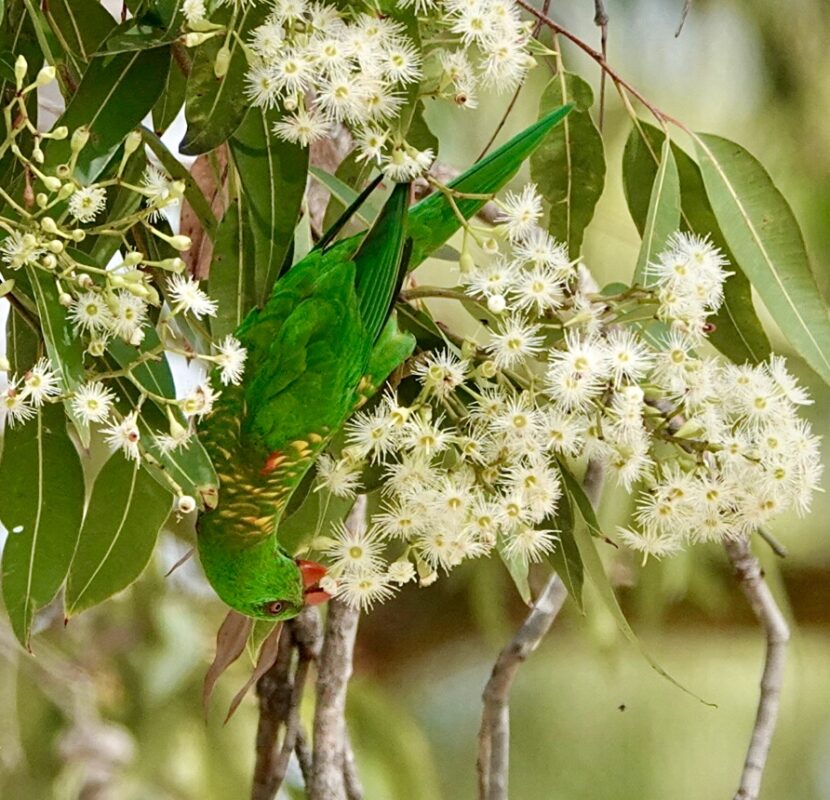 Image of a Scaly-breasted Lorikeet