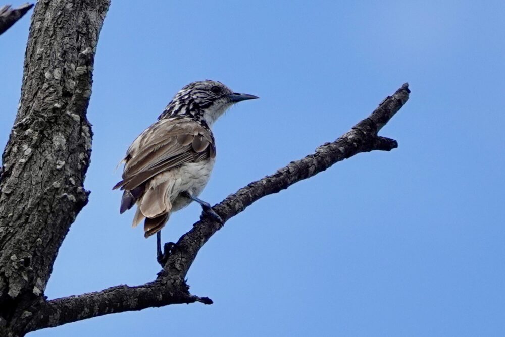 Image of a Striped Honeyeater