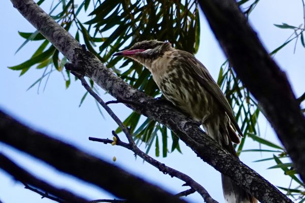 Image of a Spiny-Cheeked Honeyeater