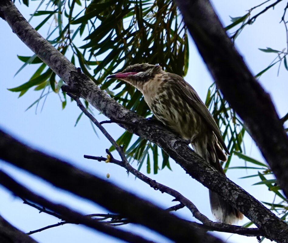 Image of a Spiny-Cheeked Honeyeater