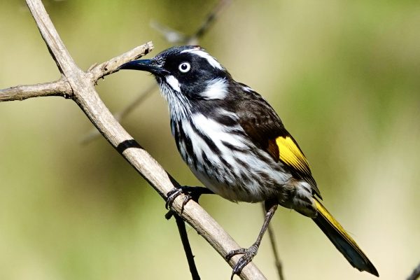 Image of a New Holland Honeyeater