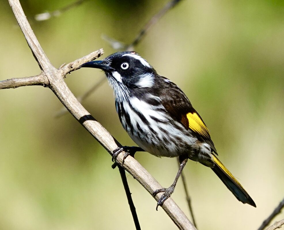 Image of a New Holland Honeyeater