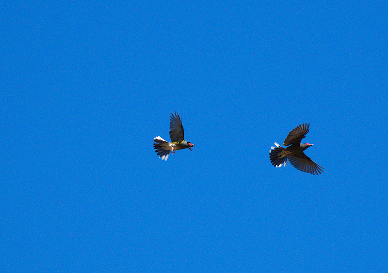 Image of a Australasian Figbird in flight