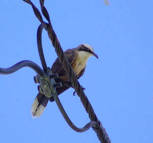 Image of a Grey-crowned Babbler