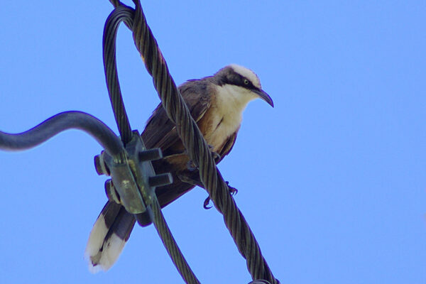 Image of a Grey-crowned Babbler