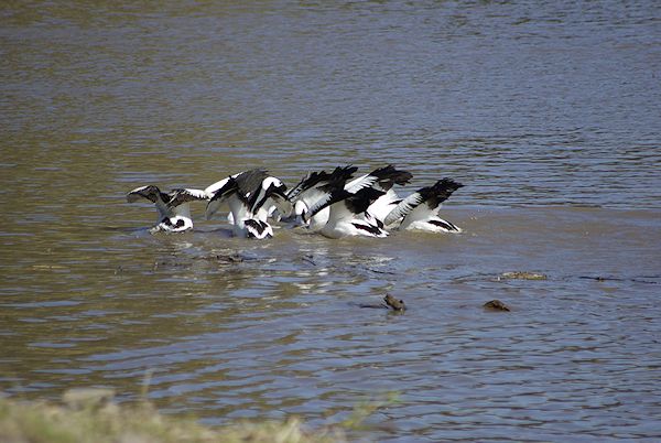 Image of a Australian Pelican