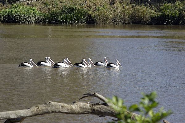 Image of a Australian Pelican