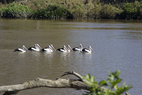 Image of a Australian Pelican