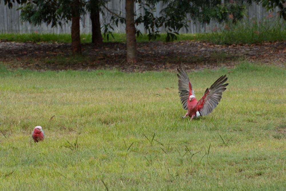 Image of a Galah