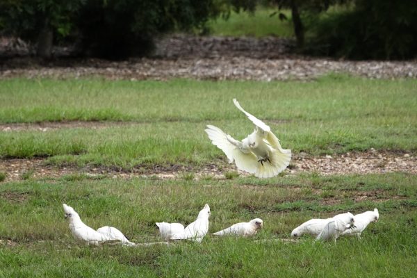 Image of a Little Corella