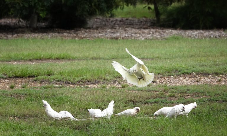 Image of a Little Corella