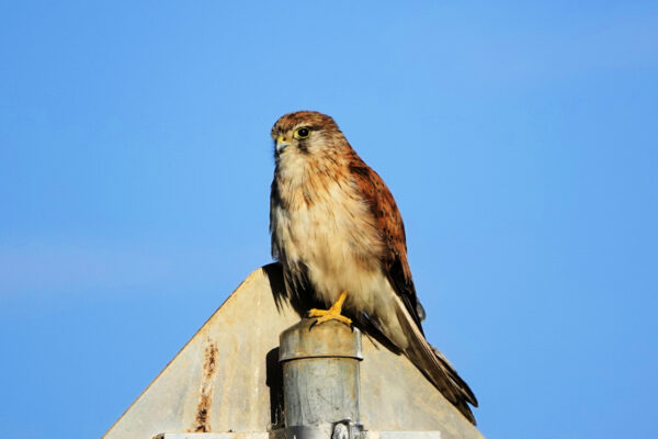 Image of a Nankeen Kestrel