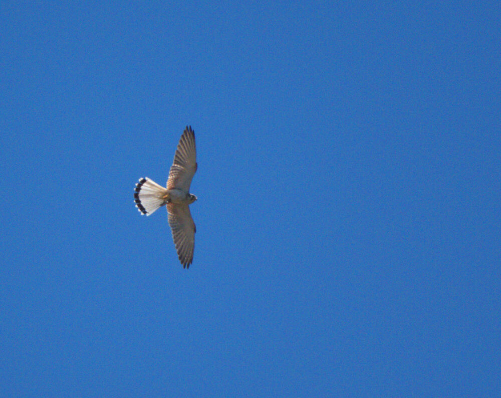 Nankeen Kestrel Male Flight with prey