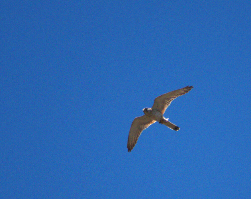 Nankeen Kestrel Male Flight with prey