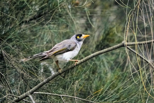 Image of a Noisy Miner