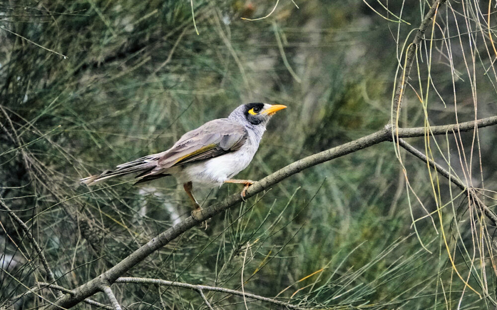 Image of a Noisy Miner