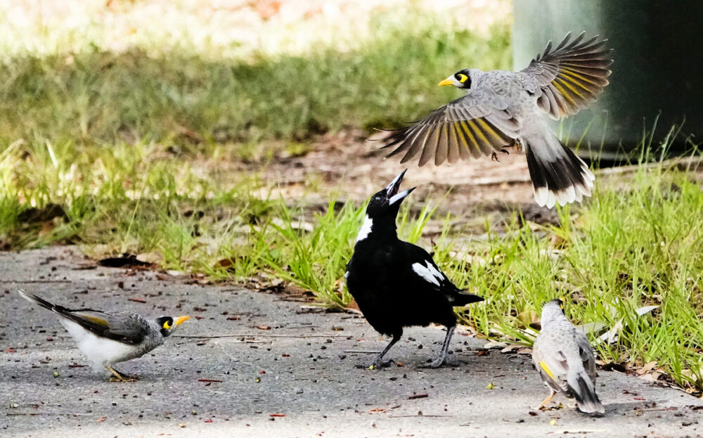 Image of a Noisy Miner