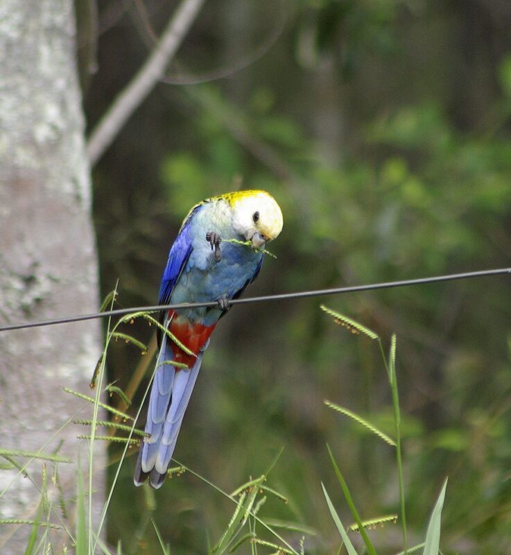 Image of a Pale-headed Rosella