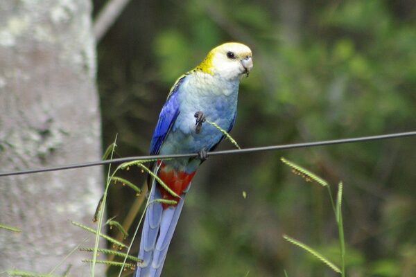 Image of a Pale-headed Rosella