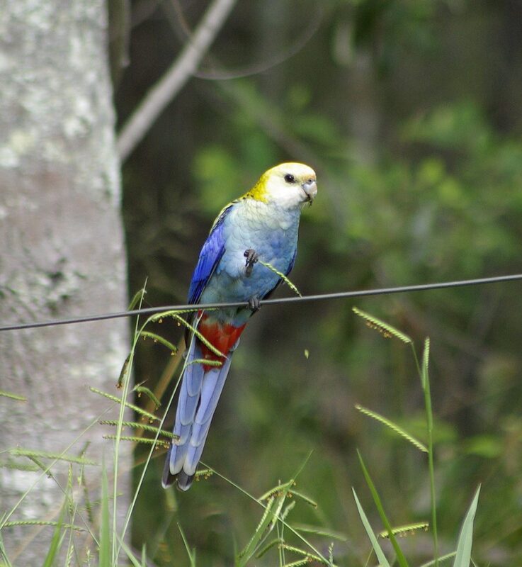 Image of a Pale-headed Rosella