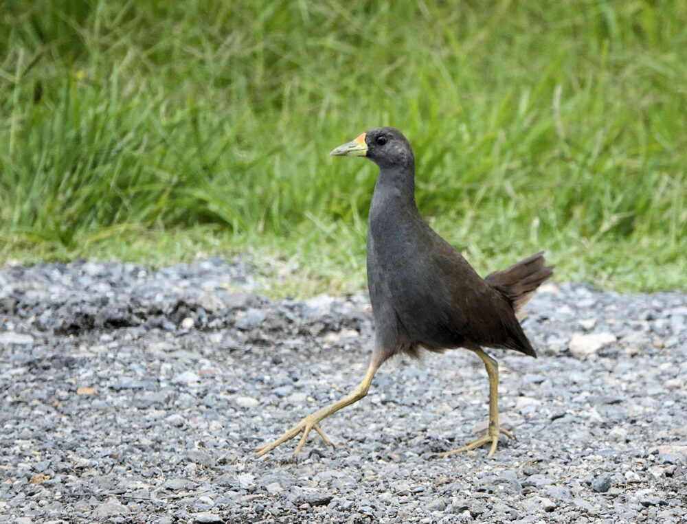 Image of a Pale-vented Bush-hen