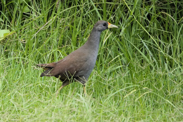 Image of a Pale-vented Bush-hen