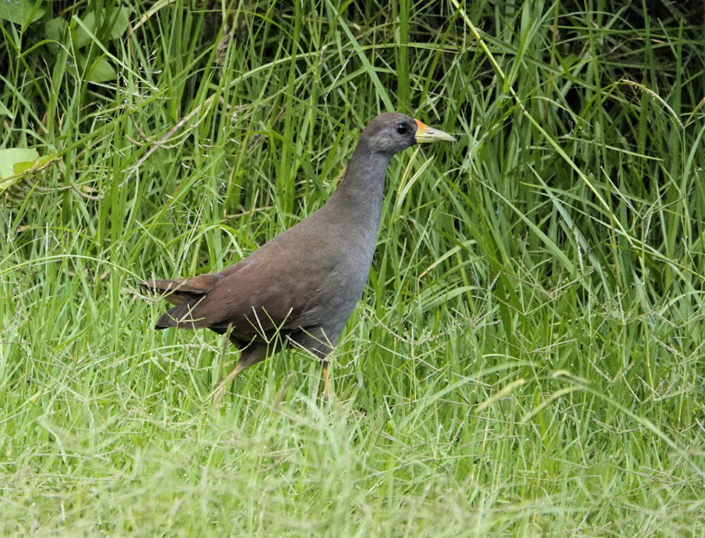 Image of a Pale-vented Bush-hen