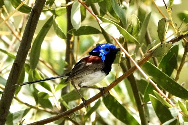 Image of a Purple-backed Fairy-wren