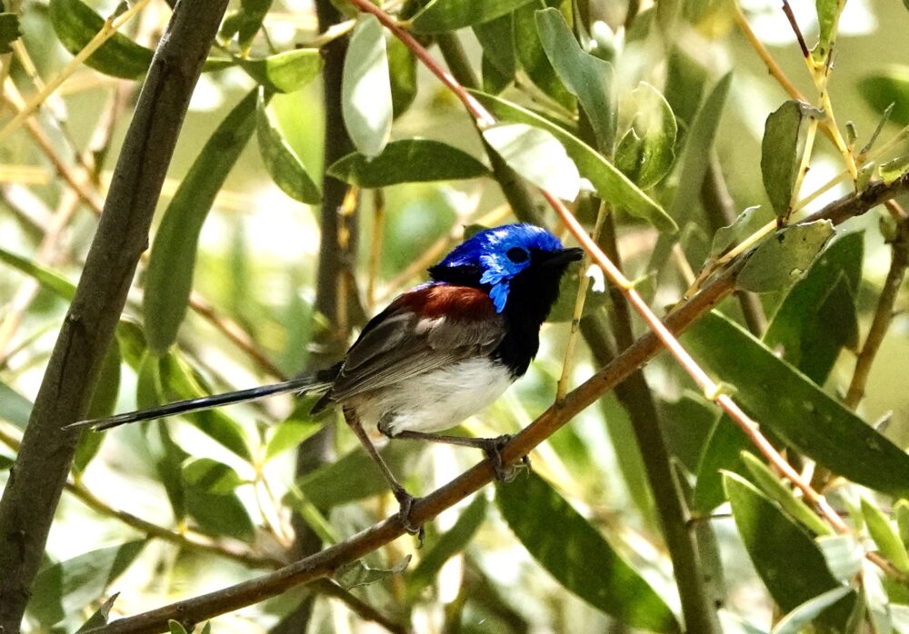 Image of a Purple-backed Fairy-wren