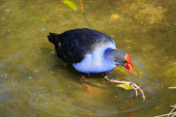 Image of a Purple Swamphen