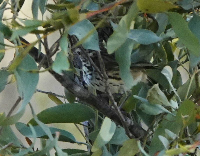 Image of a Speckled Warbler