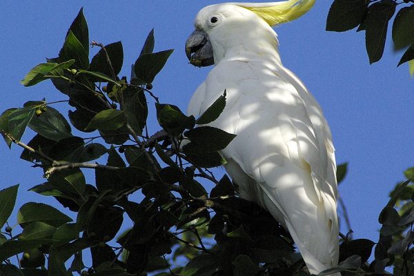 Image of a Sulphur-crested Cockatoo