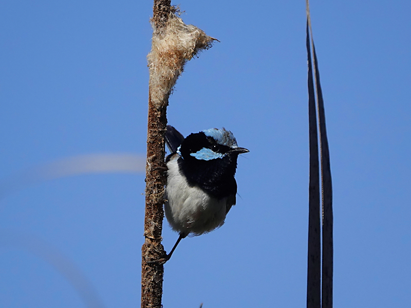 Image of a Superb Fairy-wren