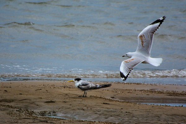 Image of a Tern and gull