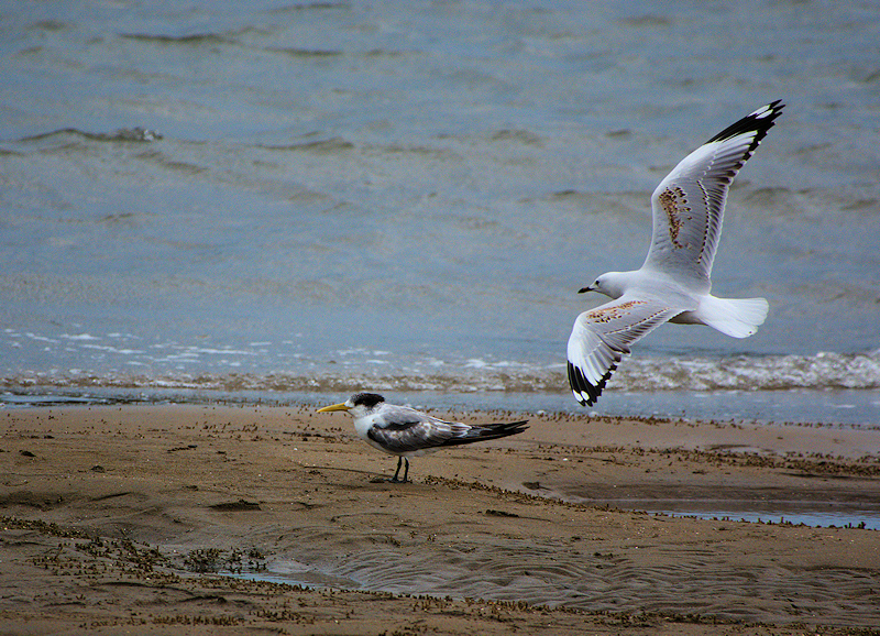 Image of a Tern and gull