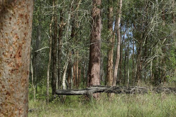 Image of Anstead Bushland Reserve