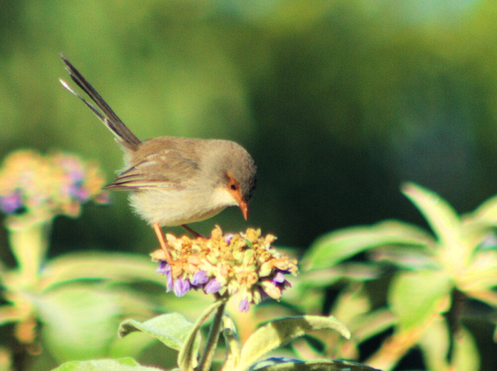 Variaged Fairy-wren female