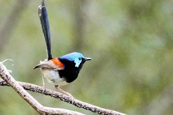 Image of a Variagated Fairy-wren male