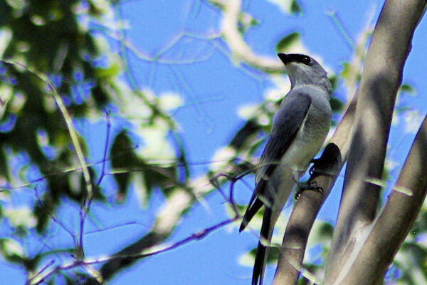 Image of a White-bellied Cuckoo-shrike