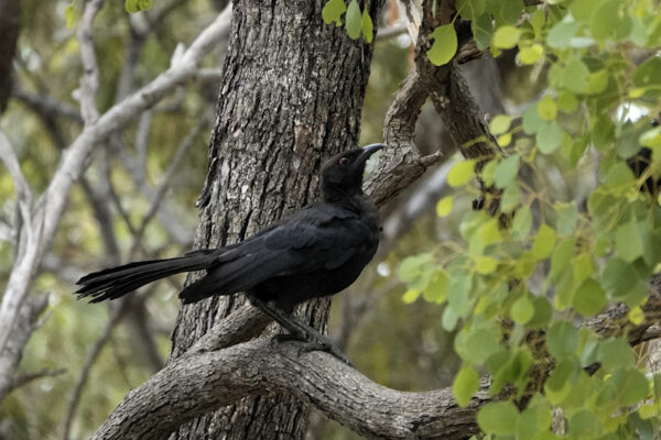 Image of a White-winged Chough