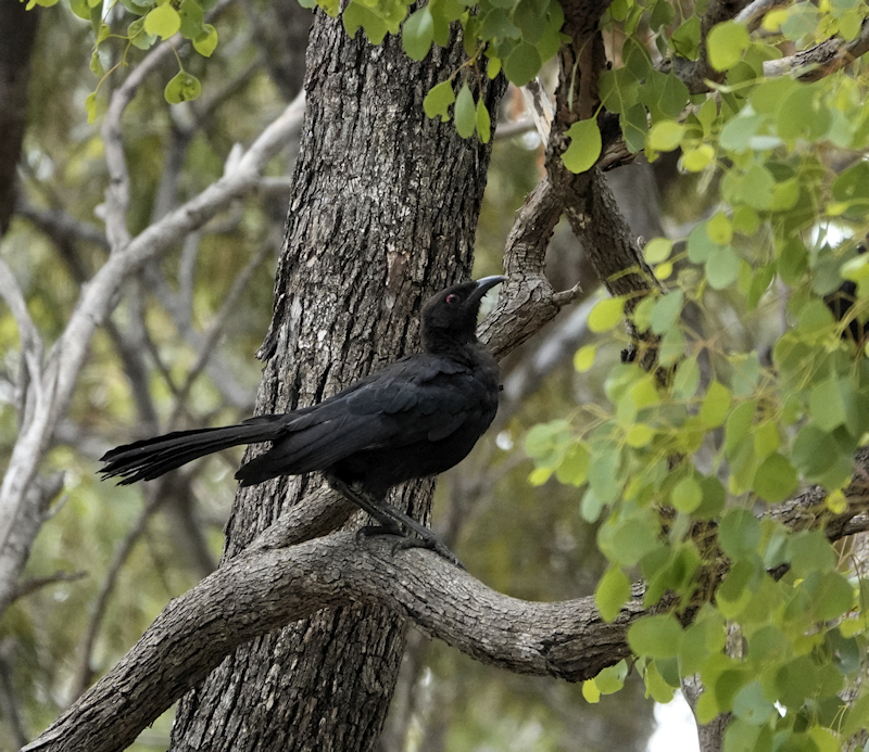 Image of a White-winged Chough