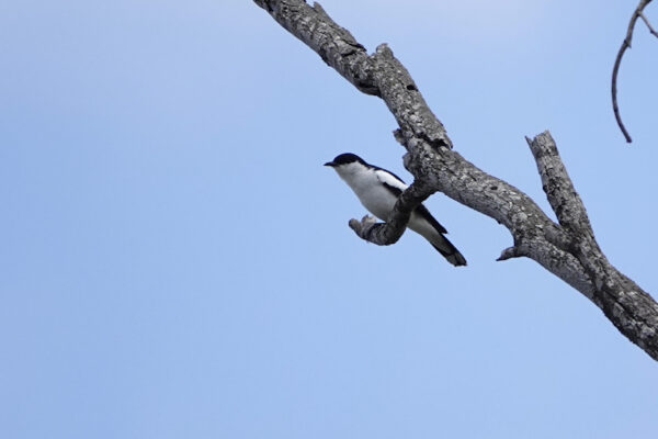 Image of a White-winged Triller