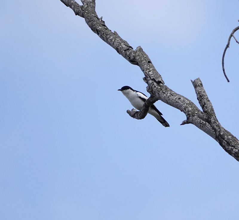 Image of a White-winged Triller