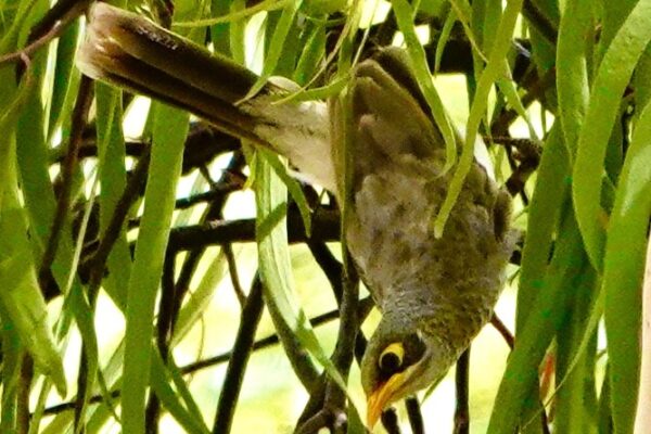 Image of a Yellow-throated Miner