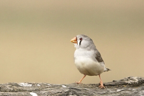 Image of a Zebra Finch