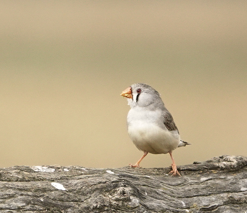 Image of a Zebra Finch